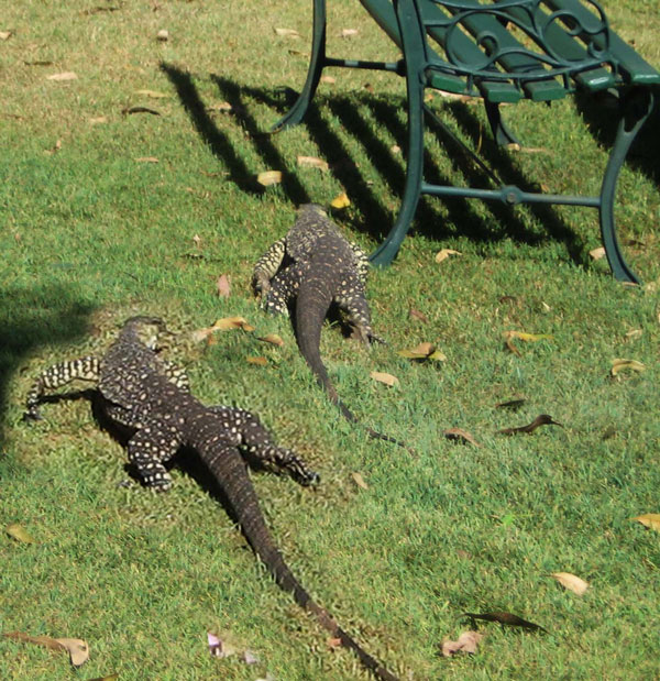 Connie Hansen with Goana friends in Queensland Australia